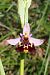 Ophrys montis-aviarii  - Jany Husson