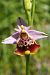 Ophrys montis-aviarii  - Jany Husson