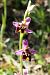 Ophrys montis-aviarii  - Jany Husson