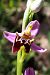 Ophrys montis-aviarii  - Jany Husson