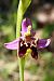 Ophrys montis-aviarii  - Jany Husson