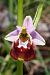Ophrys montis-aviarii  - Jany Husson