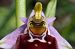Ophrys montis-aviarii  - Jany Husson
