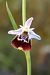 Ophrys montis-aviarii (Ophrys du Mont-des-Oiseaux) © Jany Husson