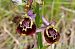 Ophrys montis-aviarii  - Jany Husson
