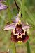 Ophrys montis-aviarii  - Jany Husson