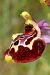Ophrys montis-aviarii  - Jany Husson