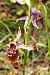 Ophrys montis-aviarii  - Jany Husson