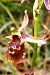 Ophrys montis-aviarii  - Jany Husson