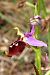 Ophrys montis-aviarii (Ophrys du Mont-des-Oiseaux) © Jany Husson