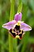 Ophrys montis-aviarii  - Jany Husson