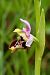 Ophrys montis-aviarii  - Jany Husson