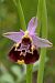 Ophrys montis-aviarii  - Jany Husson