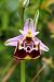 Ophrys montis-aviarii  - Jany Husson