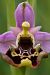 Ophrys montis-aviarii  - Jany Husson