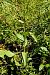 Epipactis helleborine var. castanearum  - Jany Husson