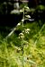 Epipactis helleborine var. castanearum  - Jany Husson