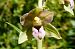 Epipactis helleborine var. castanearum  - Jany Husson