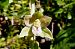 Epipactis helleborine var. castanearum  - Jany Husson