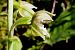 Epipactis helleborine var. castanearum  - Jany Husson