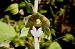 Epipactis helleborine var. castanearum  - Jany Husson