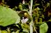 Epipactis helleborine var. castanearum  - Jany Husson