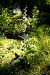 Epipactis helleborine var. castanearum  - Jany Husson