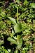 Epipactis helleborine var. castanearum  - Jany Husson