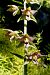 Epipactis helleborine var. castanearum  - Jany Husson