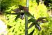 Epipactis helleborine var. castanearum  - Jany Husson