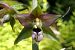 Epipactis helleborine var. castanearum  - Jany Husson