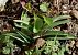 Anacamptis pyramidalis - Jacques Gilardin