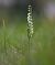 Spiranthes spiralis  - Isabelle Bienfait