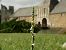 Spiranthes spiralis (Spiranthe d'automne) © Joannic Troussier