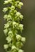 Pseudorchis albida  - Guy Bourderionnet