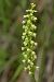 Pseudorchis albida  - Guy Bourderionnet