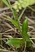 Pseudorchis albida (Orchis blanc) © Guy Bourderionnet
