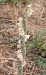 Spiranthes spiralis (Spiranthe d'automne) © Laurent Fourneret