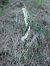 Spiranthes spiralis  - Vincent Marconnet