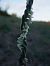 Spiranthes spiralis  - Vincent Marconnet
