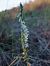 Spiranthes spiralis  - Vincent Marconnet