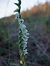 Spiranthes spiralis  - Vincent Marconnet
