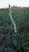 Spiranthes spiralis  - Vincent Marconnet