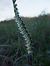 Spiranthes spiralis (Spiranthe d'automne) © Vincent Marconnet