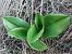 Himantoglossum robertianum (Orchis géant) © Vincent Marconnet