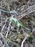 Spiranthes spiralis  - Vincent Marconnet