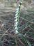 Spiranthes spiralis (Spiranthe d'automne) © Vincent Marconnet