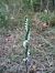 Spiranthes spiralis  - Vincent Marconnet