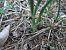 Spiranthes spiralis (Spiranthe d'automne) © Vincent Marconnet