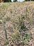 Spiranthes autumnalis  - Regis Galopin